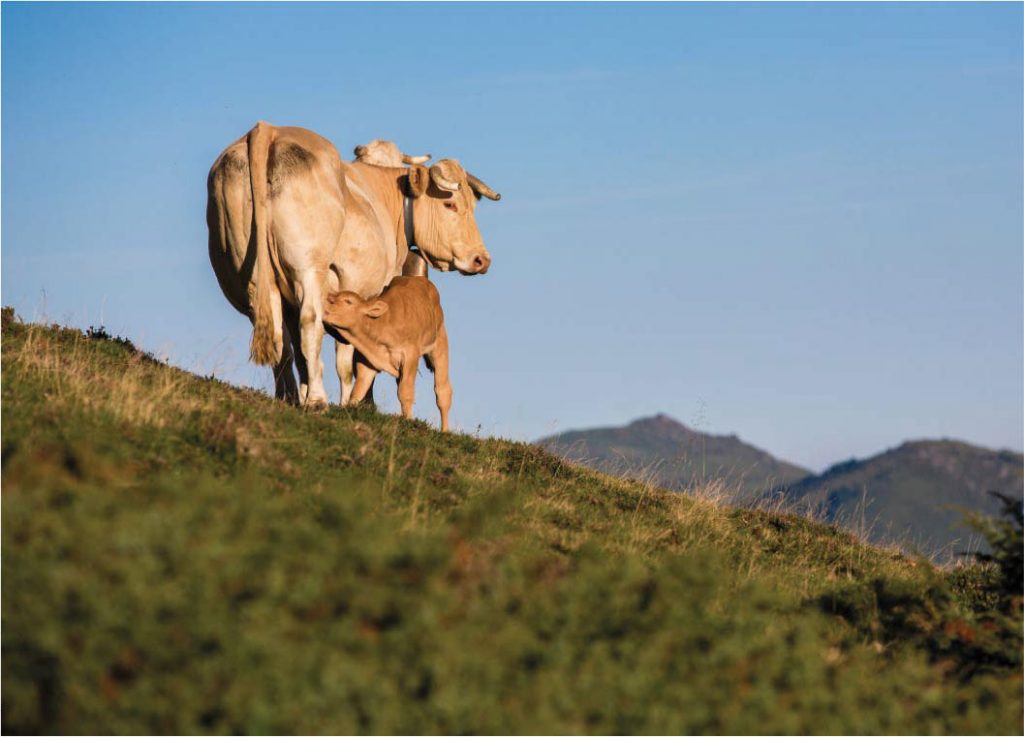 Veau boucherie grossiste Vignasse et Donney