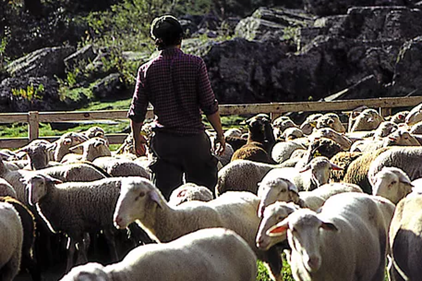 Viande d'agneau