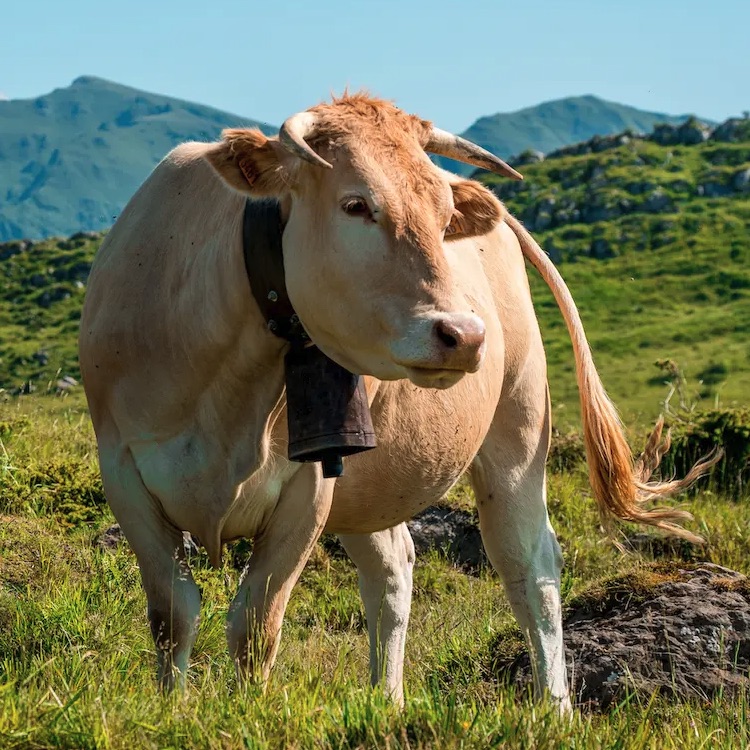 Boeuf blonde Aquitaine